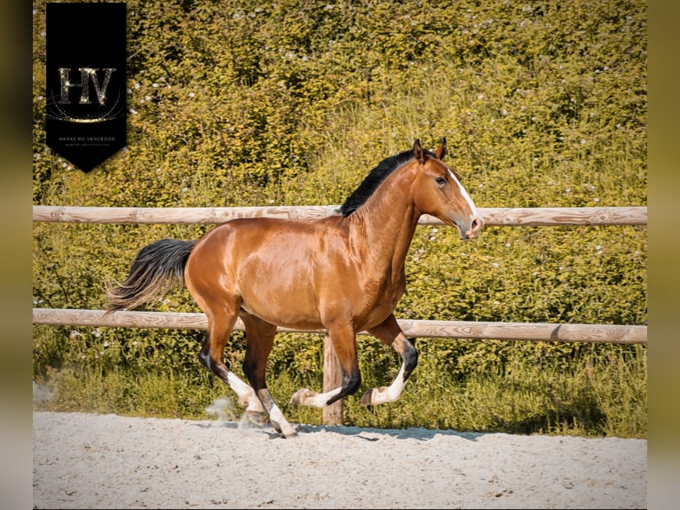 Lusitano Stallone 2 Anni Baio in Grury