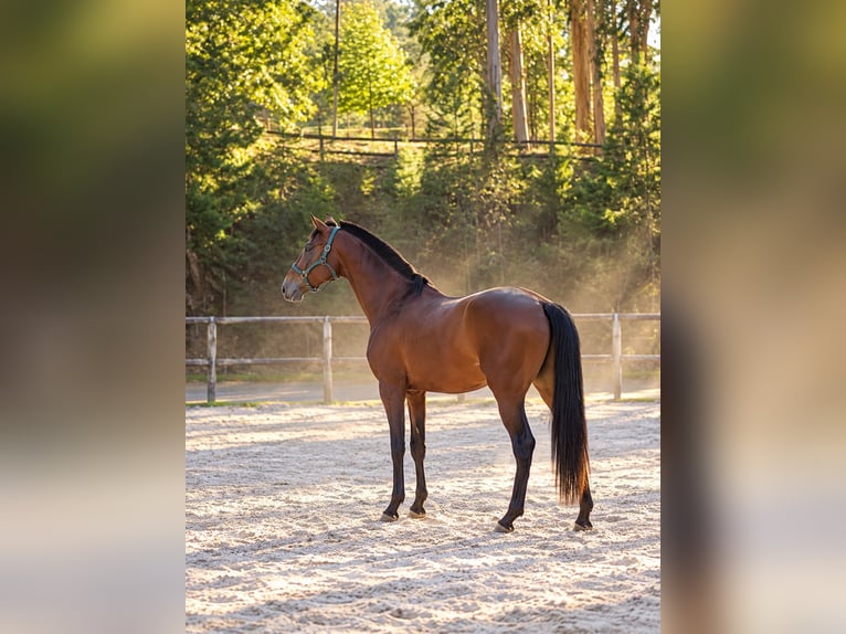 Lusitano Stallone 2 Anni Baio ciliegia in Cacheina