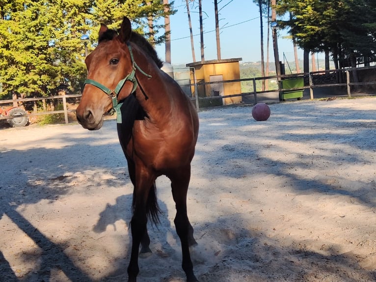 Lusitano Stallone 2 Anni Baio ciliegia in Cacheina