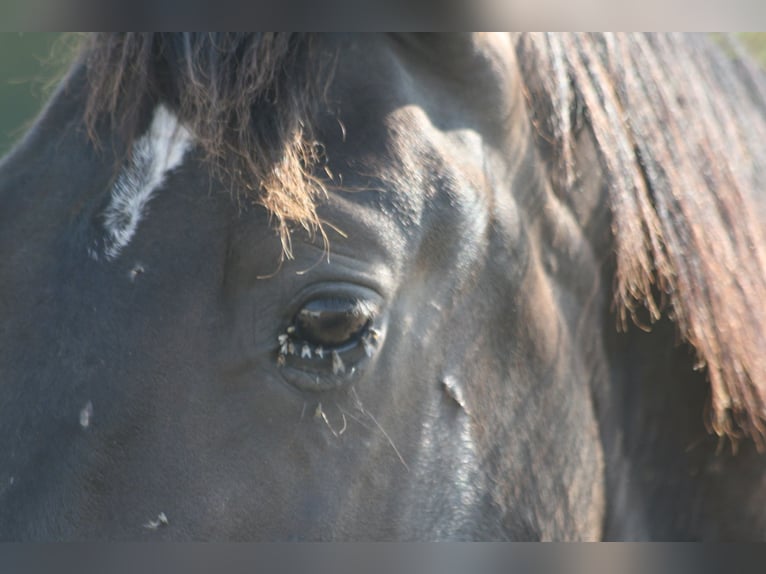 Lusitano Stallone 2 Anni Baio scuro in Saligny-sur-Roudon
