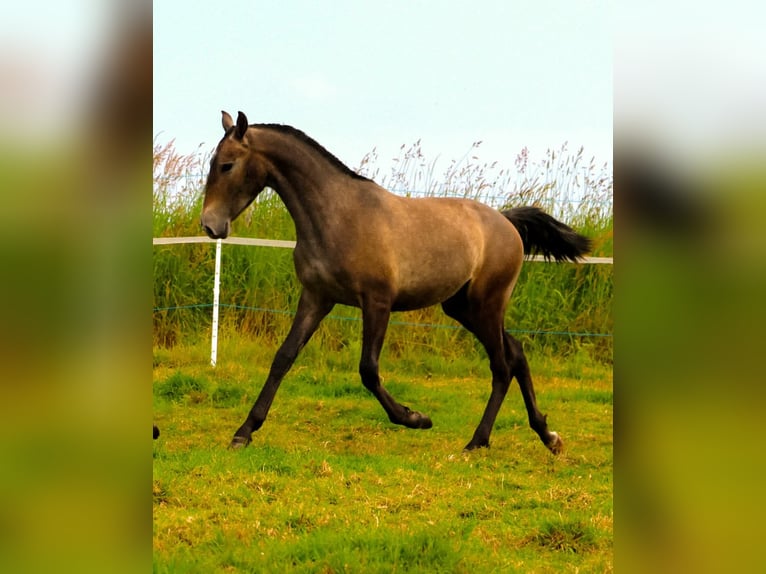 Lusitano Stallone 2 Anni Grigio in Plerneuf