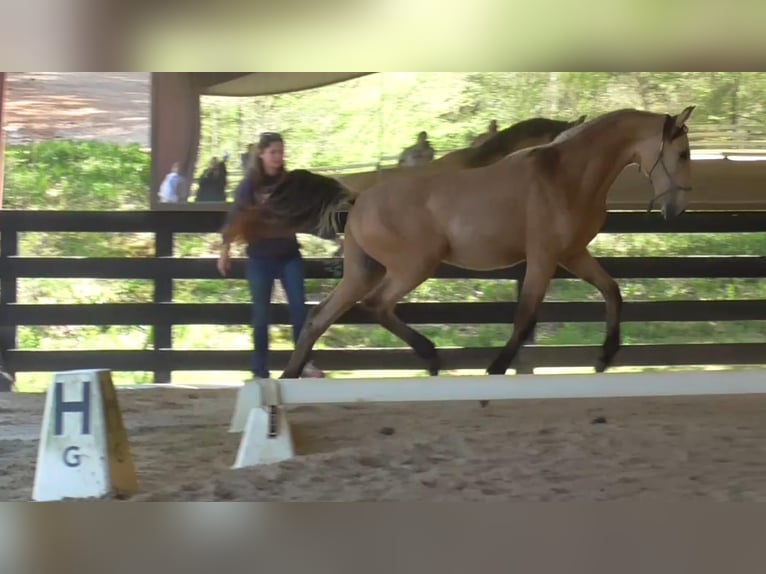 Lusitano Stallone 2 Anni Pelle di daino in Commerce, GA