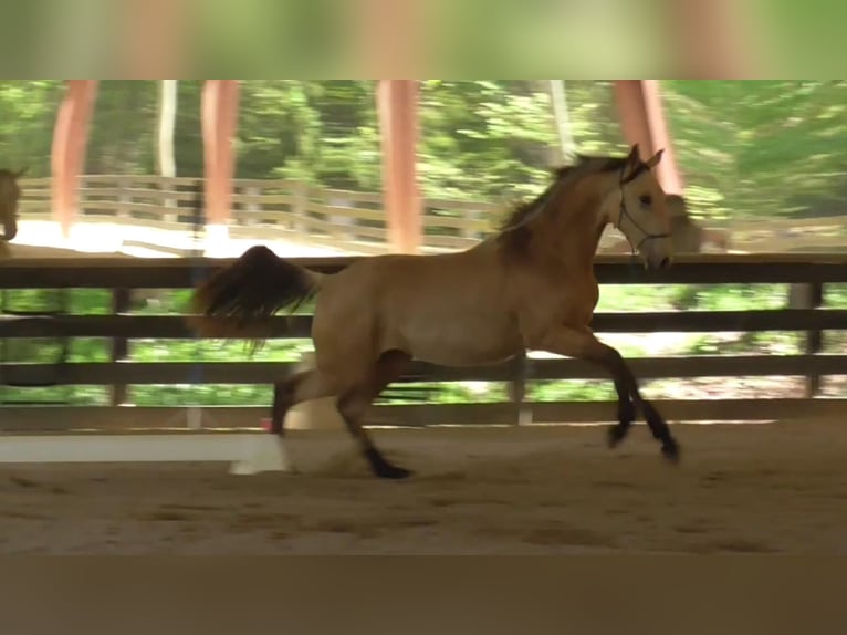 Lusitano Stallone 2 Anni Pelle di daino in Commerce, GA