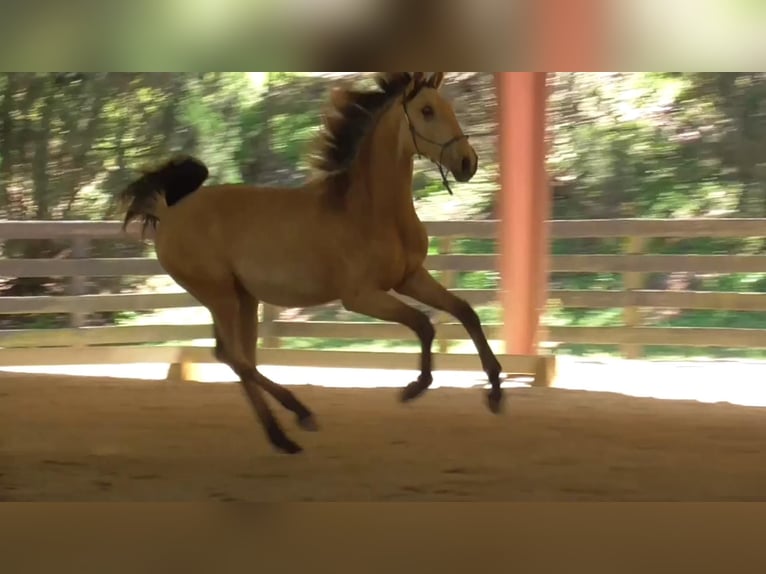 Lusitano Stallone 2 Anni Pelle di daino in Commerce, GA