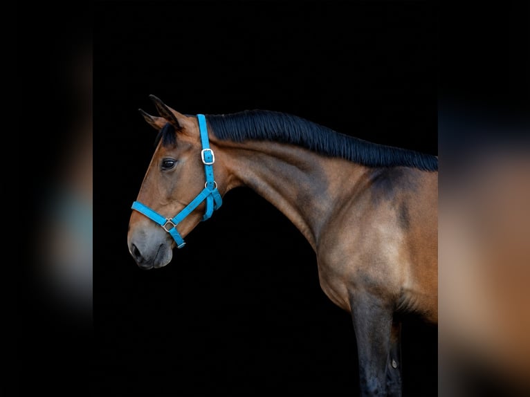 Lusitano Stallone 3 Anni 145 cm Pelle di daino in Terrassa