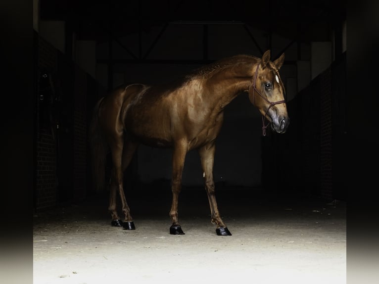 Lusitano Mix Stallone 3 Anni 147 cm Sauro in La Cabrera