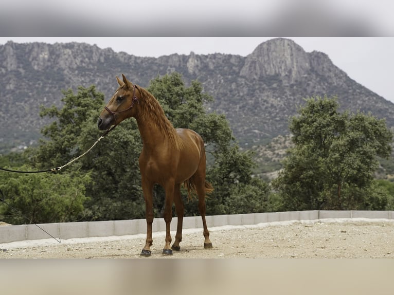 Lusitano Mix Stallone 3 Anni 147 cm Sauro in La Cabrera