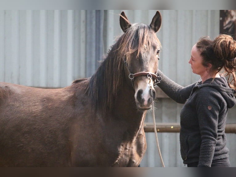 Lusitano Stallone 3 Anni 153 cm Pelle di daino in Postfeld