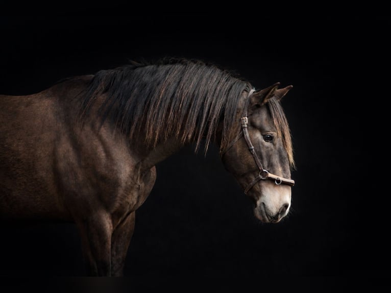 Lusitano Stallone 3 Anni 153 cm Pelle di daino in Postfeld