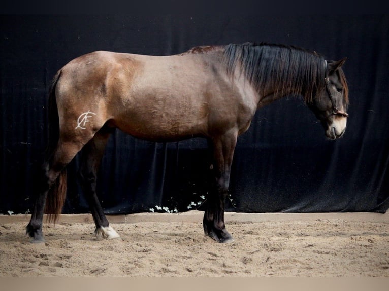 Lusitano Stallone 3 Anni 153 cm Pelle di daino in Postfeld