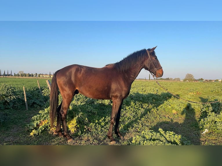 Lusitano Stallone 3 Anni 155 cm in Mauguio