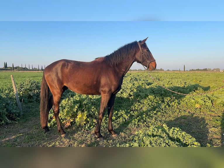 Lusitano Stallone 3 Anni 155 cm in Mauguio