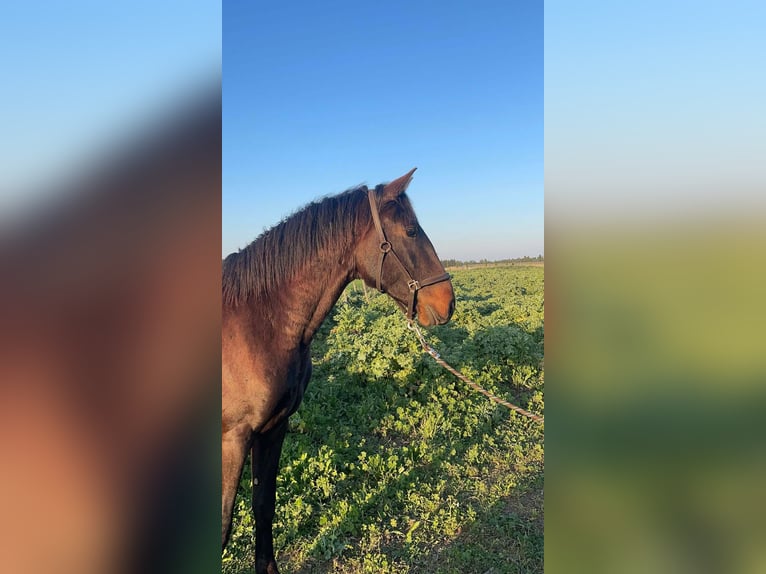 Lusitano Stallone 3 Anni 155 cm in Mauguio