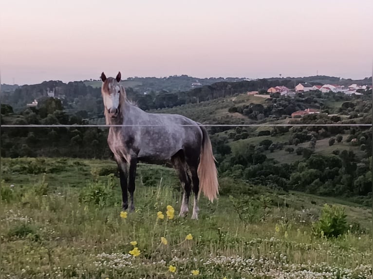 Lusitano Stallone 3 Anni 156 cm Baio ciliegia in Torres Novas