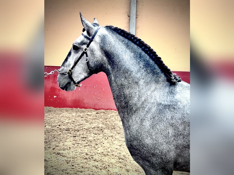 Lusitano Stallone 3 Anni 156 cm Grigio in Bredene