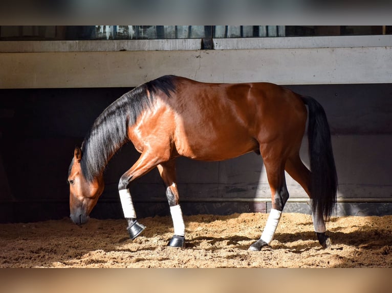 Lusitano Stallone 3 Anni 157 cm Baio ciliegia in Carregado, Lisboa