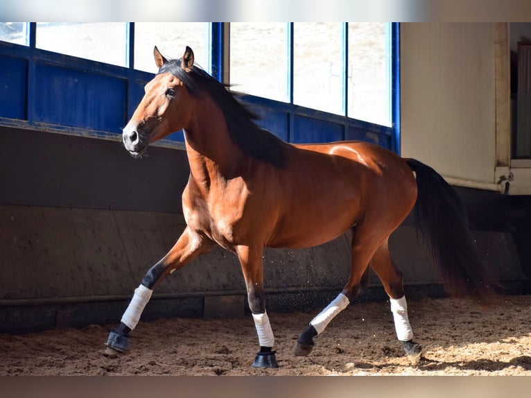 Lusitano Stallone 3 Anni 157 cm Baio ciliegia in Carregado, Lisboa