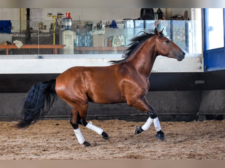 Lusitano Stallone 3 Anni 157 cm Baio ciliegia in Carregado, Lisboa