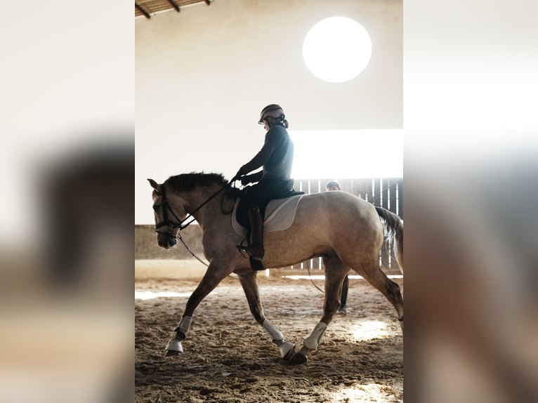 Lusitano Stallone 3 Anni 158 cm in Coruche