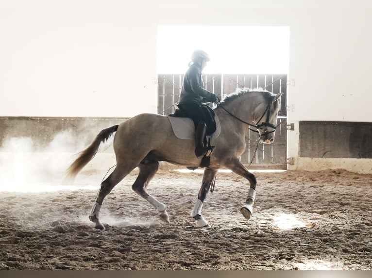 Lusitano Stallone 3 Anni 158 cm in Coruche