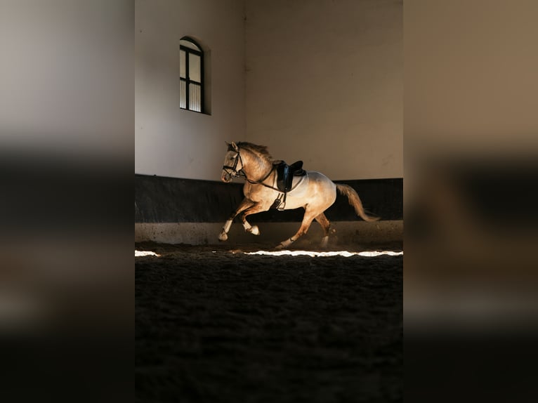 Lusitano Stallone 3 Anni 158 cm in Coruche