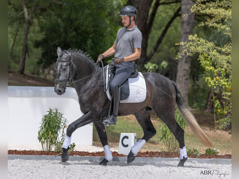 Lusitano Stallone 3 Anni 158 cm Grigio ferro in Vale do Pau Queimado