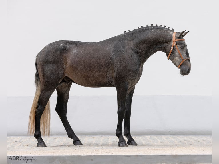 Lusitano Stallone 3 Anni 158 cm Grigio ferro in Vale do Pau Queimado