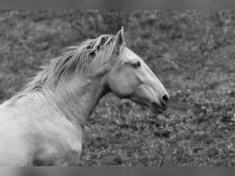 Lusitano Stallone 3 Anni 158 cm Perlino in Rio Maior