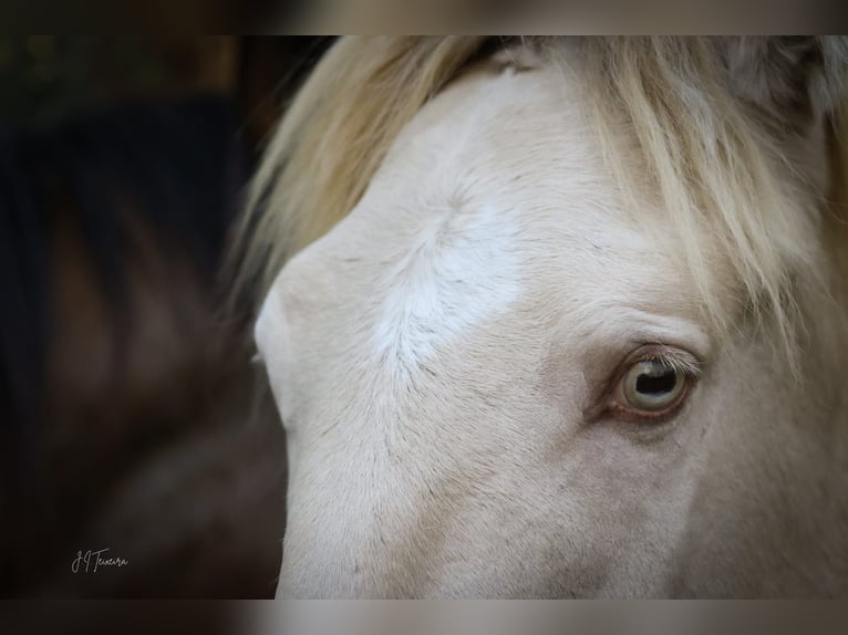 Lusitano Stallone 3 Anni 158 cm Perlino in Rio Maior