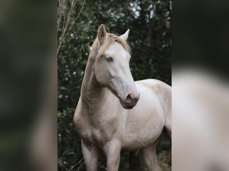 Lusitano Stallone 3 Anni 158 cm Perlino in Rio Maior