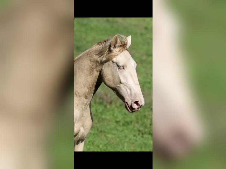 Lusitano Stallone 3 Anni 158 cm Perlino in Rio Maior