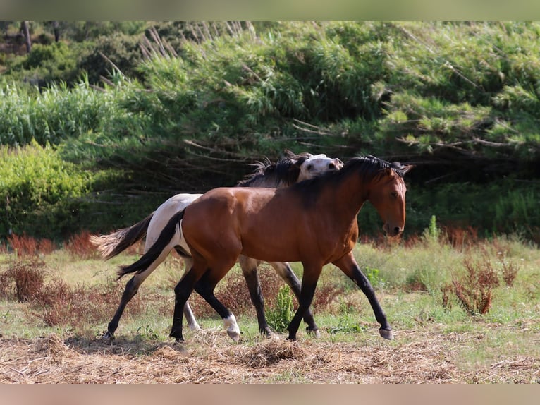 Lusitano Stallone 3 Anni 159 cm Baio in Rio Maior