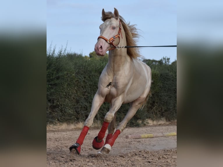 Lusitano Stallone 3 Anni 159 cm Cremello in Mallorca