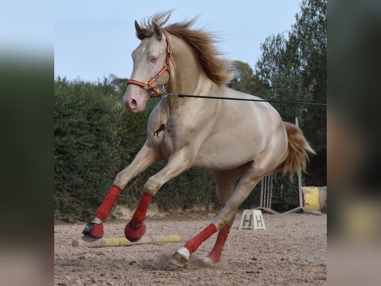 Lusitano Stallone 3 Anni 159 cm Cremello in Mallorca