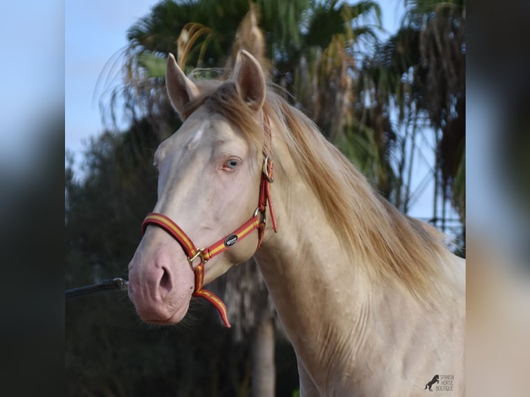 Lusitano Stallone 3 Anni 159 cm Cremello in Mallorca