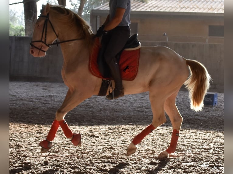 Lusitano Stallone 3 Anni 159 cm Cremello in Mallorca