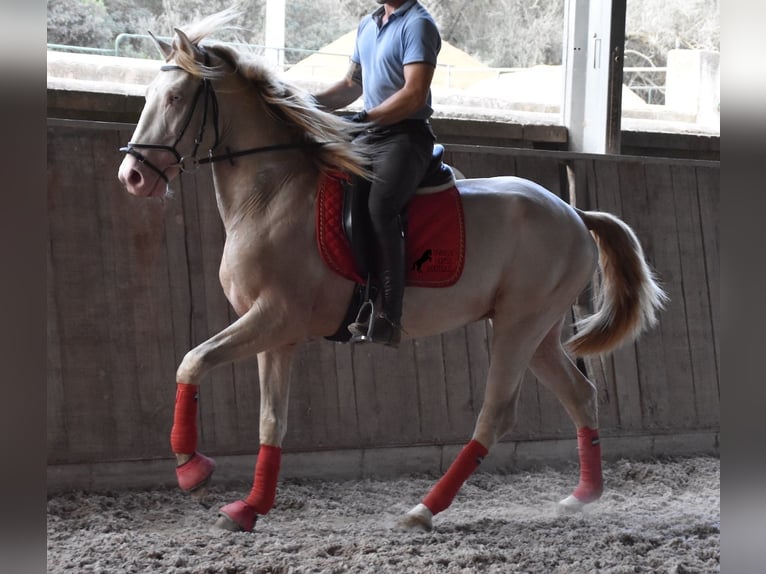 Lusitano Stallone 3 Anni 159 cm Cremello in Mallorca