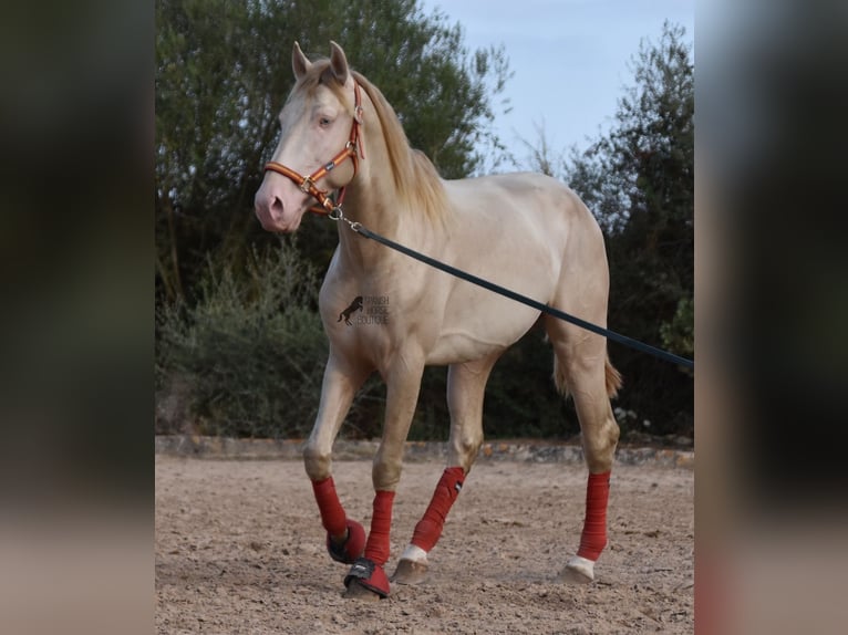 Lusitano Stallone 3 Anni 159 cm Cremello in Mallorca