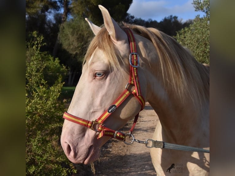 Lusitano Stallone 3 Anni 159 cm Cremello in Mallorca