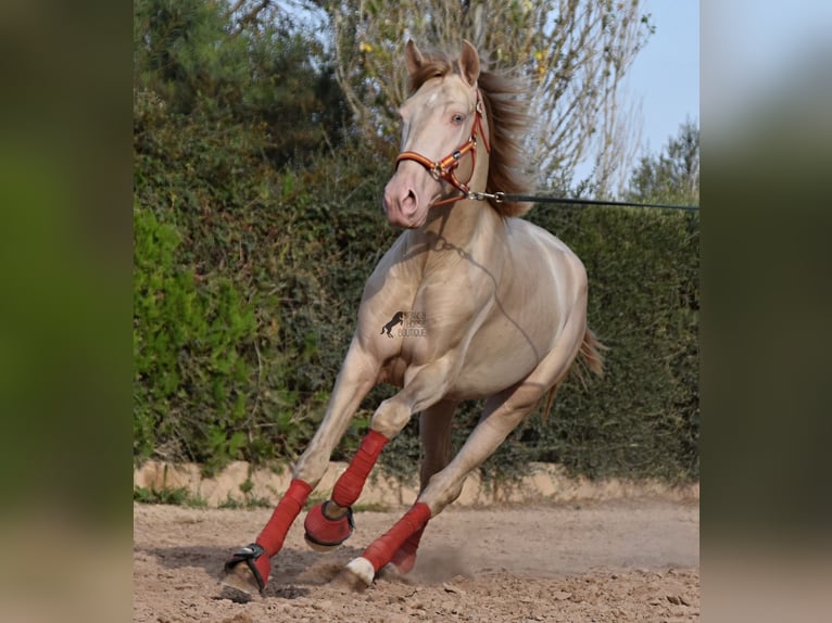 Lusitano Stallone 3 Anni 159 cm Cremello in Mallorca