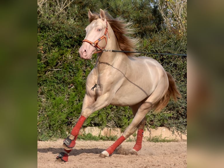 Lusitano Stallone 3 Anni 159 cm Cremello in Mallorca