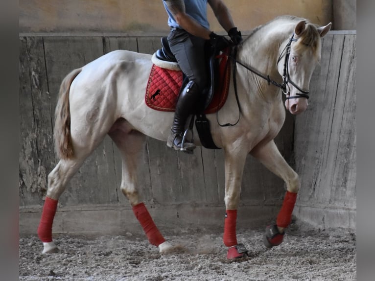 Lusitano Stallone 3 Anni 159 cm Cremello in Mallorca