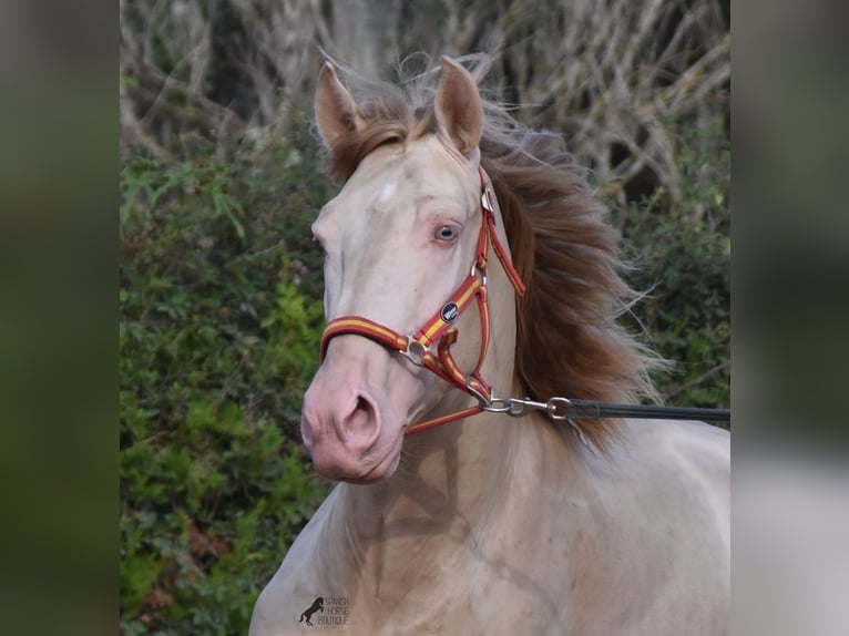 Lusitano Stallone 3 Anni 159 cm Cremello in Mallorca