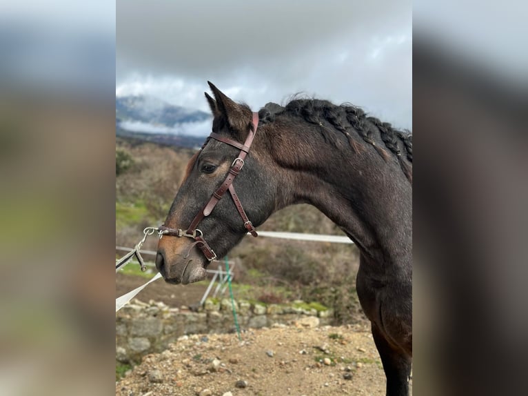 Lusitano Stallone 3 Anni 159 cm Grigio rossastro in Bilbao