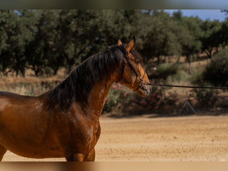 Lusitano Stallone 3 Anni 159 cm Pelle di daino in Vila Viçosa