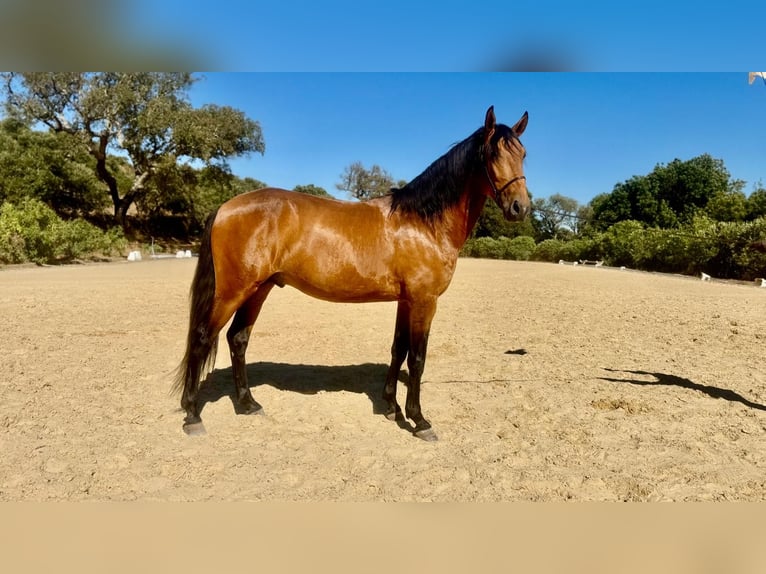 Lusitano Stallone 3 Anni 159 cm Pelle di daino in Vila Viçosa