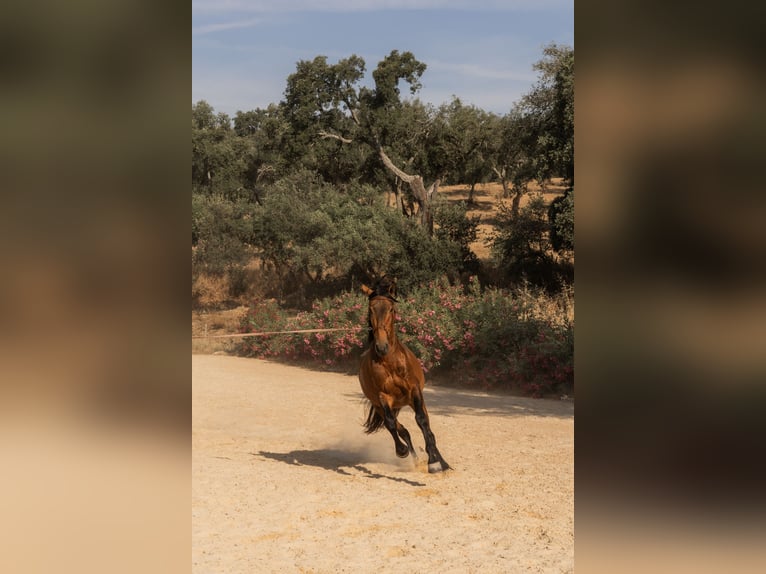 Lusitano Stallone 3 Anni 159 cm Pelle di daino in Vila Viçosa