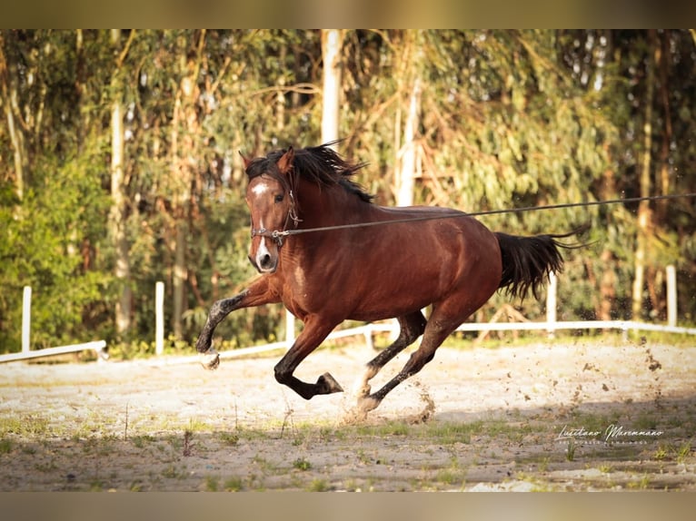 Lusitano Stallone 3 Anni 160 cm Baio in Rio Maior