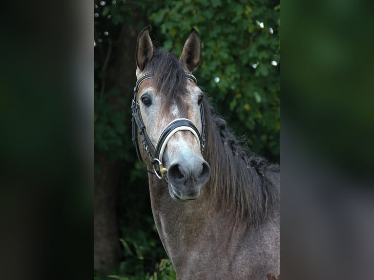 Lusitano Stallone 3 Anni 160 cm Grigio in Graben