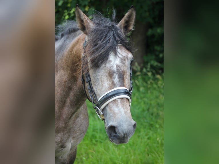 Lusitano Stallone 3 Anni 160 cm Grigio in Graben